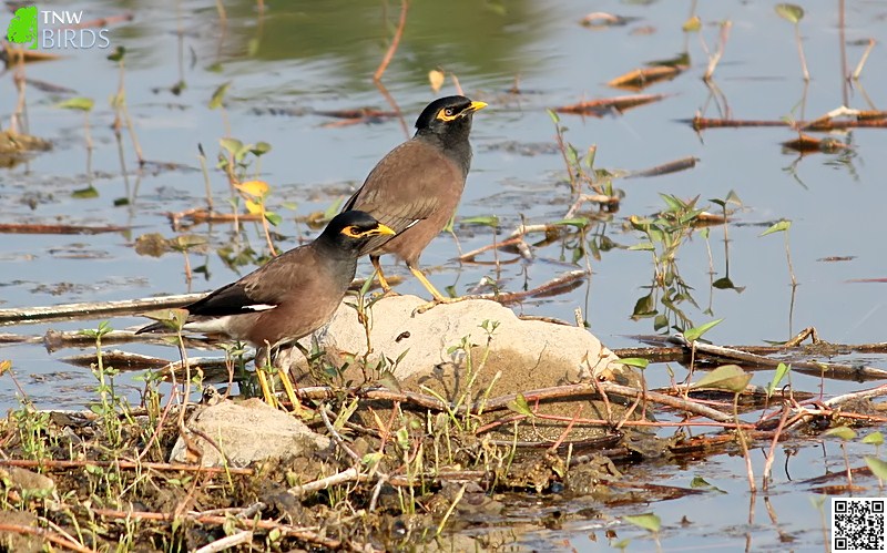 Perching Birds